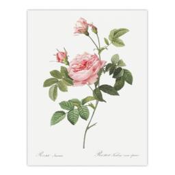 "Artery8 Boursault Rose Floral Redoute Vintage Wall Art Print Poster in White - Size: W12"" x H16""" - thumbnail 1