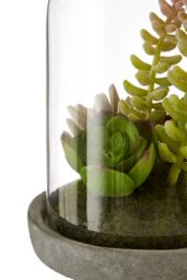 Orsina Fiori Small Succulent Dome with Cement Base in Grey - thumbnail 5