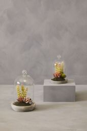 Orsina Fiori Small Succulent Dome with Cement Base in Grey - thumbnail 3