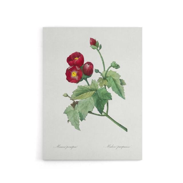 "Artery8 Callirhoe Poppy Mallow Flower Redoute Vintage Canvas Wall Art in White - Size: W18"" x H24""" - image 1