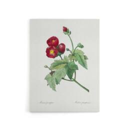 "Artery8 Callirhoe Poppy Mallow Flower Redoute Vintage Canvas Wall Art in White - Size: W18"" x H24""" - thumbnail 1