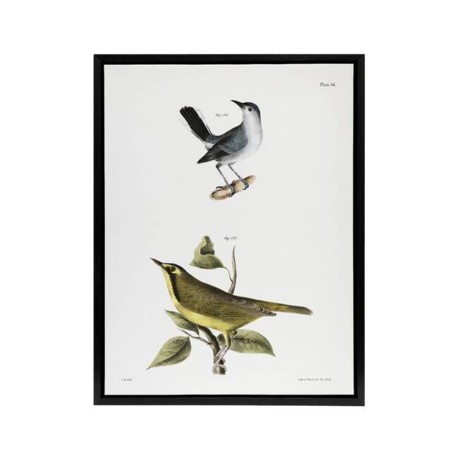 "Artery8 James De Kay Gnatcatcher & Kentucky Warbler Framed Canvas Art Print in White - Size: W12"" x H16""" - image 1
