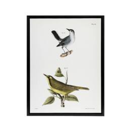 "Artery8 James De Kay Gnatcatcher & Kentucky Warbler Framed Canvas Art Print in White - Size: W12"" x H16""" - thumbnail 1