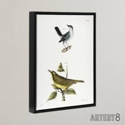 "Artery8 James De Kay Gnatcatcher & Kentucky Warbler Framed Canvas Art Print in White - Size: W12"" x H16""" - thumbnail 2
