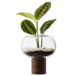 LSA Oblate Glass Vase Lantern 21.5cm with Walnut Base Clear - thumbnail 4
