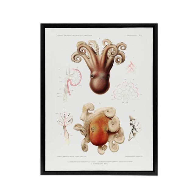 "Artery8 Octopus Marine Life Study Albert I Framed Canvas Wall Art Print in White - Size: W12"" x H16""" - image 1