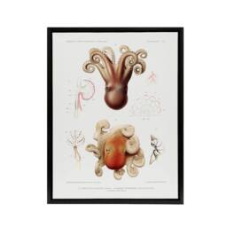 "Artery8 Octopus Marine Life Study Albert I Framed Canvas Wall Art Print in White - Size: W12"" x H16""" - thumbnail 1