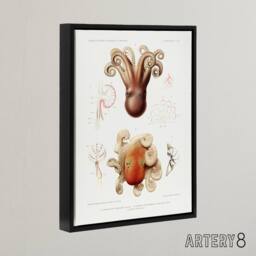 "Artery8 Octopus Marine Life Study Albert I Framed Canvas Wall Art Print in White - Size: W12"" x H16""" - thumbnail 2