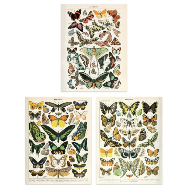 Artery8 Wall Art Print Insects Butterflies Papillons Vintage Millot Set Of 3 s Study Office Aesthetic s A4 - image 1