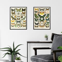 Artery8 Wall Art Print Insects Butterflies Papillons Vintage Millot Set Of 3 s Study Office Aesthetic s A4 - thumbnail 6
