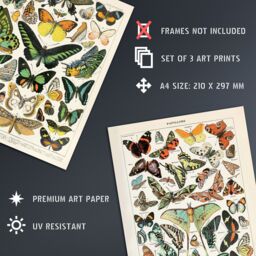 Artery8 Wall Art Print Insects Butterflies Papillons Vintage Millot Set Of 3 s Study Office Aesthetic s A4 - thumbnail 4