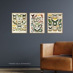 Artery8 Wall Art Print Insects Butterflies Papillons Vintage Millot Set Of 3 s Study Office Aesthetic s A4 - thumbnail 2