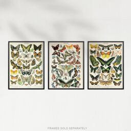 Artery8 Wall Art Print Insects Butterflies Papillons Vintage Millot Set Of 3 s Study Office Aesthetic s A4 - thumbnail 5