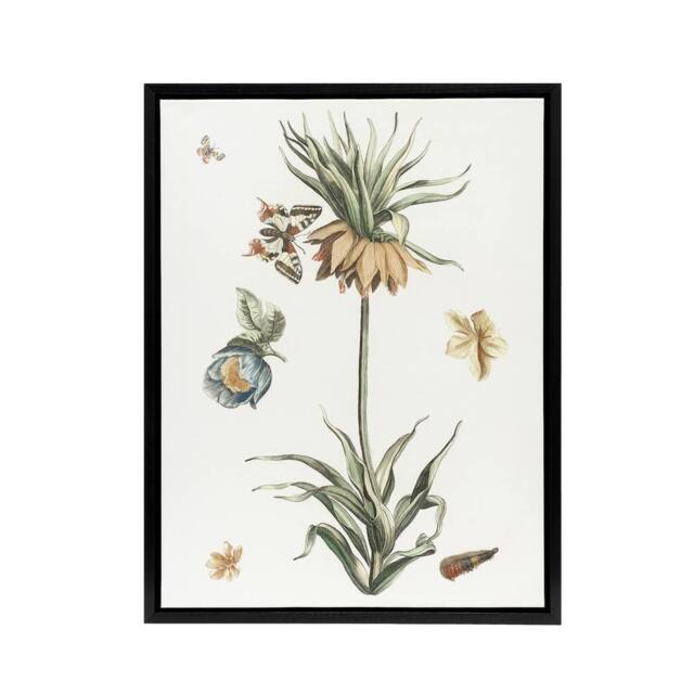 "Artery8 Keizerskroon Tulip & Butterfly Teyler Black Framed Canvas Wall Art in White - Size: W24"" x H32""" - image 1