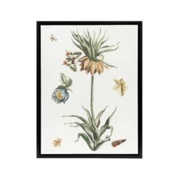 "Artery8 Keizerskroon Tulip & Butterfly Teyler Black Framed Canvas Wall Art in White - Size: W24"" x H32""" - thumbnail 1