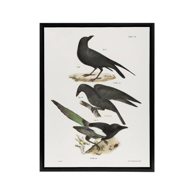 "Artery8 James Ellsworth De Kay Raven Crow & Magpie Framed Canvas Art Print in White - Size: W12"" x H16""" - image 1