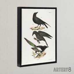 "Artery8 James Ellsworth De Kay Raven Crow & Magpie Framed Canvas Art Print in White - Size: W12"" x H16""" - thumbnail 2