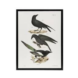 "Artery8 James Ellsworth De Kay Raven Crow & Magpie Framed Canvas Art Print in White - Size: W12"" x H16""" - thumbnail 1