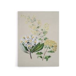 "Artery8 New Zealand Three Senecio Flower Species Featon Canvas Wall Art Print in Beige - Size: W12"" x H16""" - thumbnail 1