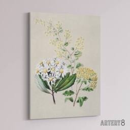 "Artery8 New Zealand Three Senecio Flower Species Featon Canvas Wall Art Print in Beige - Size: W12"" x H16""" - thumbnail 2