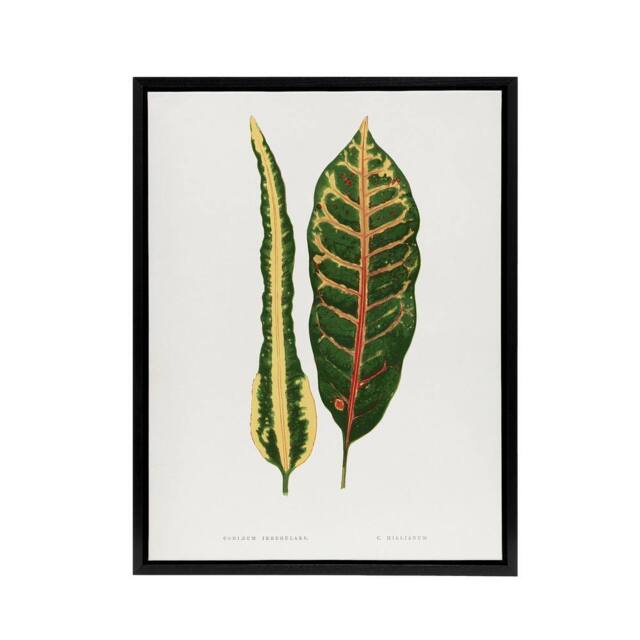 "Artery8 AF Lydon B Fawcett Croton Plant Leaf Varieties Framed Canvas Art in White - Size: W18"" x H24""" - image 1