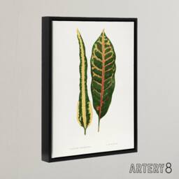 "Artery8 AF Lydon B Fawcett Croton Plant Leaf Varieties Framed Canvas Art in White - Size: W18"" x H24""" - thumbnail 2
