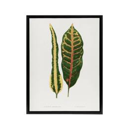 "Artery8 AF Lydon B Fawcett Croton Plant Leaf Varieties Framed Canvas Art in White - Size: W18"" x H24""" - thumbnail 1