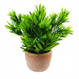 Leaf 22cm Honey Plant Dark Green in Terracotta Pot - thumbnail 1
