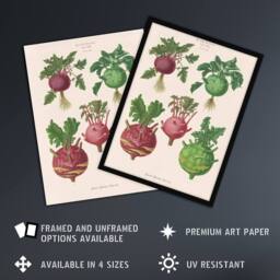 Artery8 Kohlrabi Turnip Cabbage Ernst Benary Framed Wall Art Print in White - Size: A4 - thumbnail 2