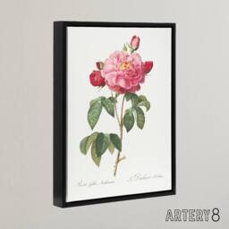 "Artery8 French Rose Botanical Redoute Vintage Black Framed Canvas Wall Art in White - Size: W12"" x H16""" - thumbnail 2