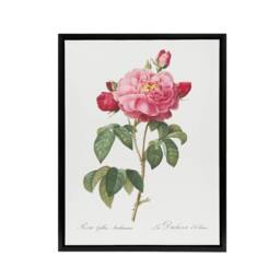 "Artery8 French Rose Botanical Redoute Vintage Black Framed Canvas Wall Art in White - Size: W12"" x H16""" - thumbnail 1