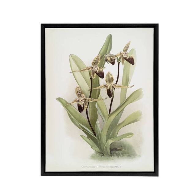 "Artery8 Frederick Sander Cypripedium Rothschildianum Orchid Framed Canvas Art - Size: W12"" x H16""" - image 1