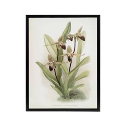 "Artery8 Frederick Sander Cypripedium Rothschildianum Orchid Framed Canvas Art - Size: W12"" x H16""" - thumbnail 1