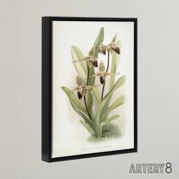 "Artery8 Frederick Sander Cypripedium Rothschildianum Orchid Framed Canvas Art - Size: W12"" x H16""" - thumbnail 2