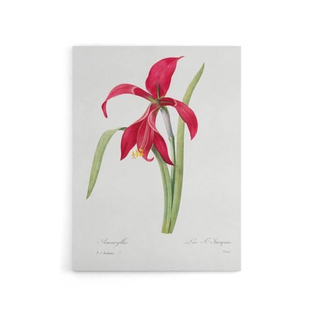 "Artery8 Amaryllis Flower Floral Redoute Vintage Canvas Wall Art in White - Size: W18"" x H24""" - image 1