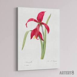 "Artery8 Amaryllis Flower Floral Redoute Vintage Canvas Wall Art in White - Size: W18"" x H24""" - thumbnail 2