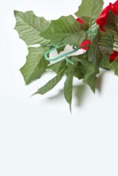 Homescapes Artificial Red Poinsettia Berry Garland, 175 cm - thumbnail 3