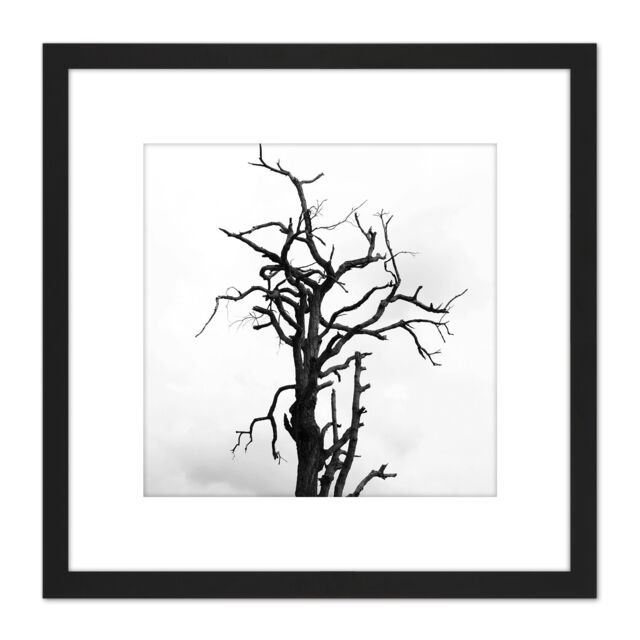 Artery8 Lone Dead Tree Silhouette Black White 8X8 Inch Square Wooden Framed Wall Art Print Picture with Mount - image 1
