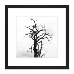 Artery8 Lone Dead Tree Silhouette Black White 8X8 Inch Square Wooden Framed Wall Art Print Picture with Mount - thumbnail 1