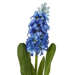 Lemon Pavilion Furniture and Decor Hyacinth (Single Stem Flower) - Plastic - Height 44 cm - Blue - thumbnail 2