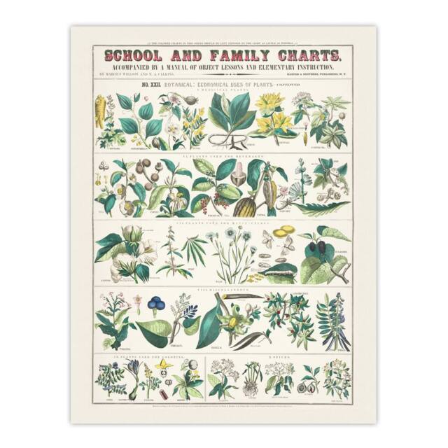 "Artery8 School & family charts No XXII Calkins Wall Art Poster Print in White - Size: W18"" x H24""" - image 1