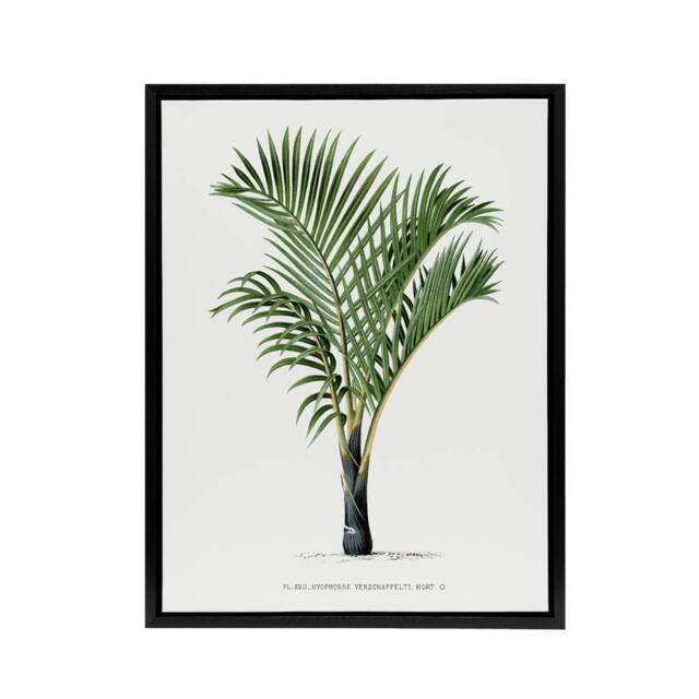"Artery8 Hyophorbe Verschaffelti Palm Tree Kerchove Framed Canvas Wall Art in White - Size: W12"" x H16""" - image 1