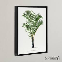 "Artery8 Hyophorbe Verschaffelti Palm Tree Kerchove Framed Canvas Wall Art in White - Size: W12"" x H16""" - thumbnail 2