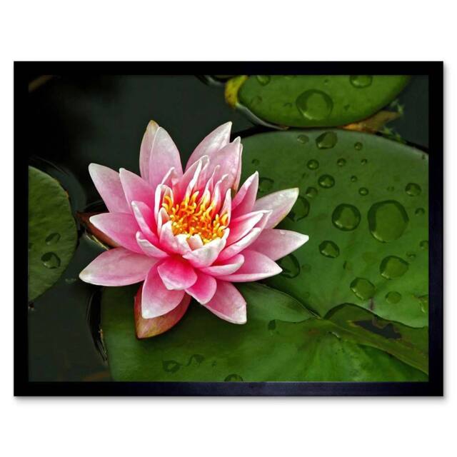 "Artery8 Lotus Flower Water Lily Pad Pink Home Decor 12x16"" Framed Art Print - Size: W12"" x H16""" - image 1