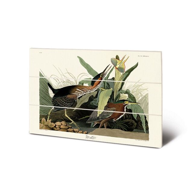 John James Audubon Green Heron Wood Print in Bright Green - image 1