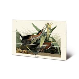 John James Audubon Green Heron Wood Print in Bright Green - thumbnail 1