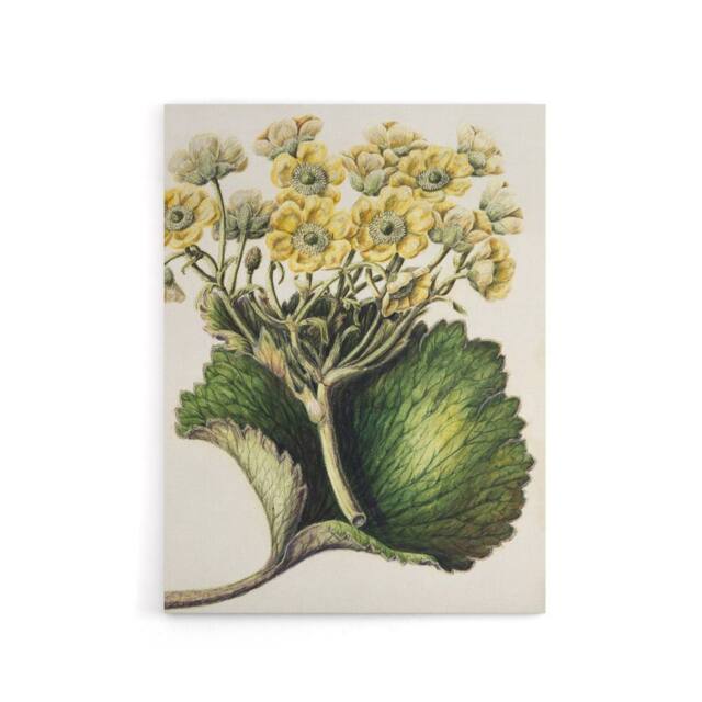 "Artery8 New Zealand Korikori Buttercup Flower Featon Canvas Wall Art Print in Beige - Size: W12"" x H16""" - image 1