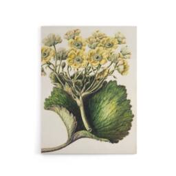 "Artery8 New Zealand Korikori Buttercup Flower Featon Canvas Wall Art Print in Beige - Size: W12"" x H16""" - thumbnail 1