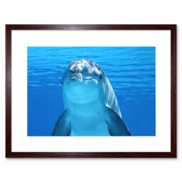 "Artery8 Wall Art Print Bottlenose Dolphin Smiling Framed in Brown - Size: W7"" x H9""" - thumbnail 1