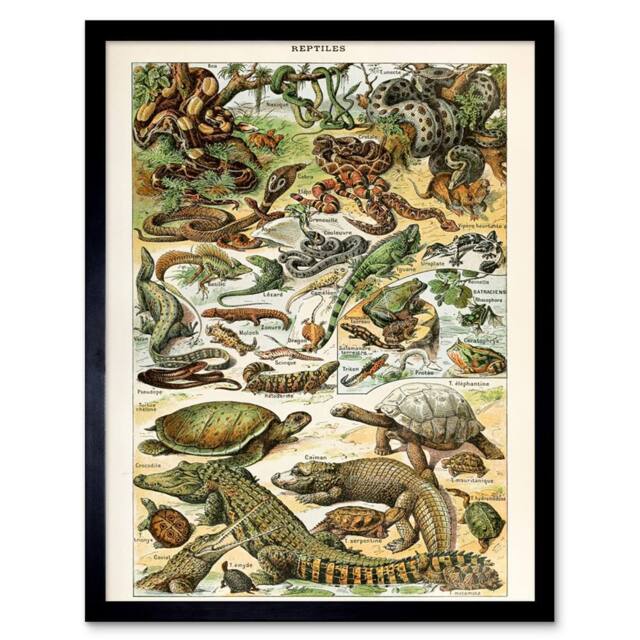"Artery8 Millot Encyclopedia Page Reptiles Snake Tortoise 12x16"" Framed Art - Size: W12"" x H16""" - image 1
